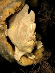 frogfish at wakatobi housereef by Cipriano Gonzalez 
